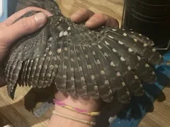 Flammulated Owl thumbnail 3