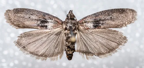 leadplant webworm