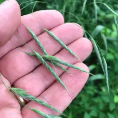 Hairy Woodland Brome thumbnail 2