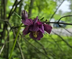 Dark Columbine thumbnail 2