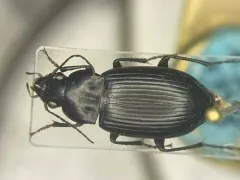 Diplocheila assimilis thumbnail 1