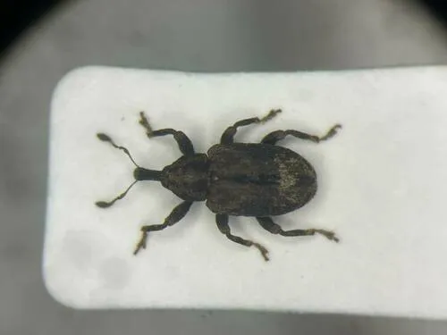Buttonbush Weevil