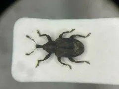 Buttonbush Weevil thumbnail 1