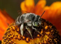 Short Sun-digger Bee thumbnail 2