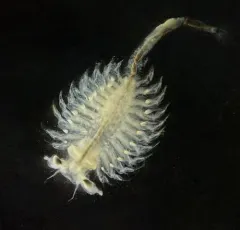 Circumpolar Fairy Shrimp thumbnail 3