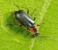 Nodopus flavilabris thumbnail 2