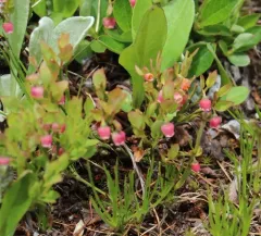 common bilberry thumbnail 2