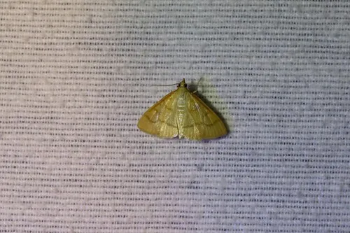 Helvibotys helvialis