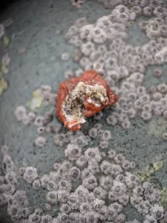 Red Velvet Sponge thumbnail 3