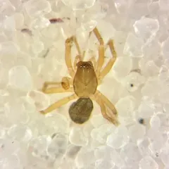 terrestrial wide-eyed sheetweaver thumbnail 2