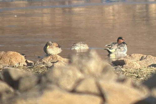 Yellow-billed Teal