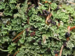 Tremella cladoniae thumbnail 4