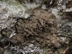 Fuscidea arcuatula thumbnail 2