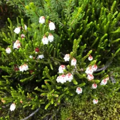 western moss-heather thumbnail 3