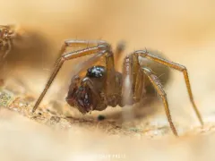 Trilobate Dwarf Weaver thumbnail 2