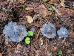 Midnight Entoloma thumbnail 3