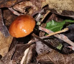 Hairy Long Stem Marasmius thumbnail 4