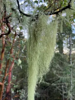 Straw Beard Lichen thumbnail 3