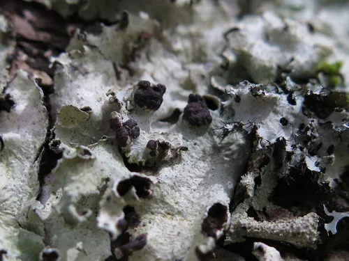 Tremella parmeliarum