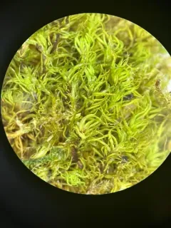 Twisted Moss thumbnail 2