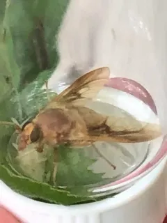Golden-haired Horse Fly thumbnail 4