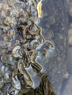 Nostoc parmelioides thumbnail 4
