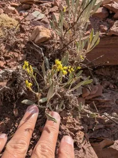 Shortstem Buckwheat thumbnail 3