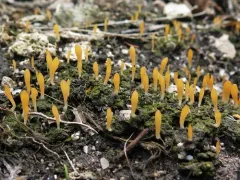 moss club thumbnail 3