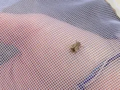 Sand Plain Spittlebug thumbnail 4