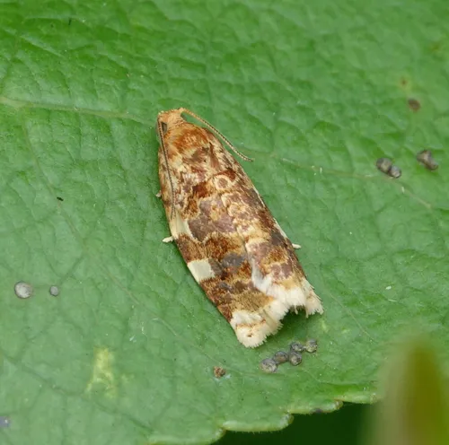 Fruit-tree Leafroller Moth