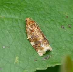 Fruit-tree Leafroller Moth thumbnail 1
