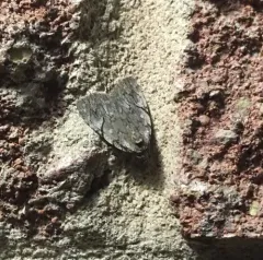 Many-dotted Appleworm Moth thumbnail 3