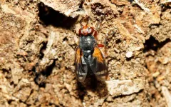Euthera setifacies thumbnail 3