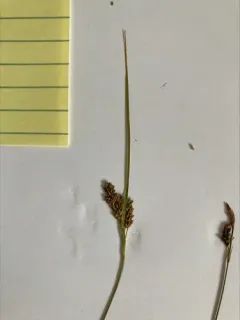 Two-color Sedge thumbnail 1