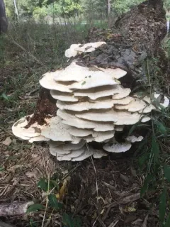 white maze polypore thumbnail 2
