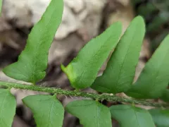 Christmas fern leaf curl thumbnail 2