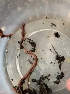 Octagonal-tailed Worm thumbnail 4