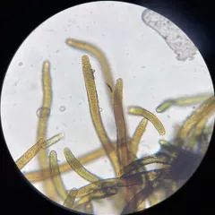 Thermutis velutina thumbnail 4
