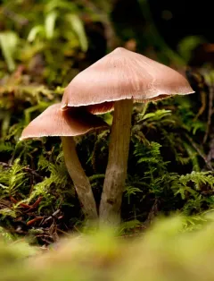 Cortinarius vanduzerensis thumbnail 4