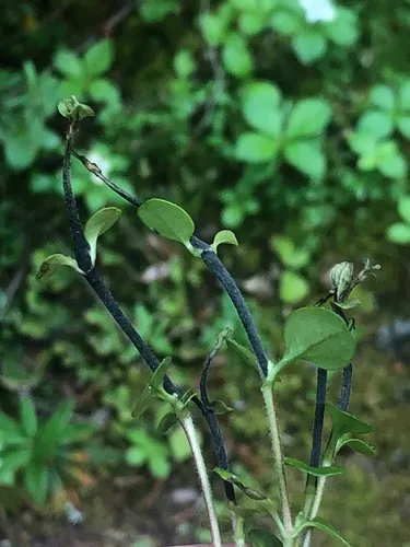 Orphnodactylis wittrockii