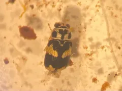 Pachybrachis tridens thumbnail 4