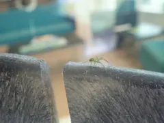 Juniper Orbweaver thumbnail 2