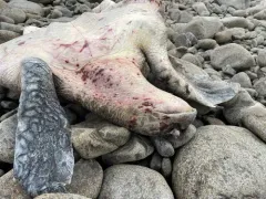 Olive Ridley Sea Turtle thumbnail 3