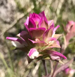 Toothed Owl's Clover thumbnail 4