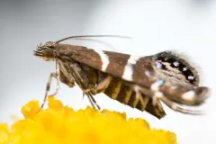 Glyphipterix bifasciata thumbnail 4