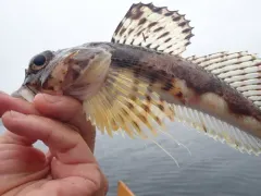 Armorhead Sculpin thumbnail 2
