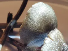 Entoloma alissae thumbnail 4