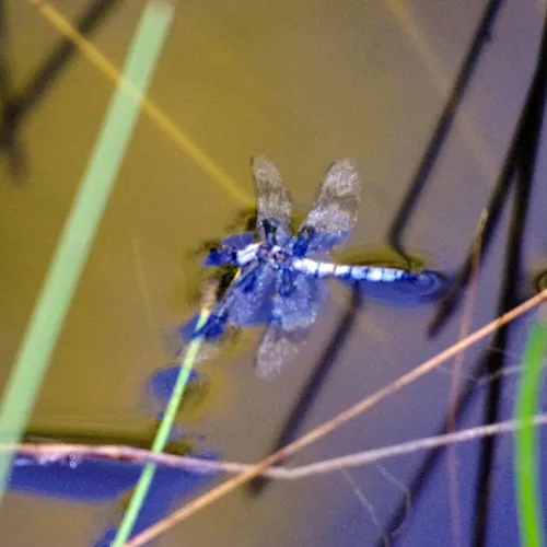 Eight-spotted Skimmer