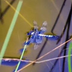 Eight-spotted Skimmer thumbnail 1