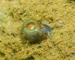 Two-ridged Ramshorn thumbnail 4